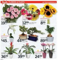 Preview of Fortinos weekly flyer / circulaire from shop Fortinos valid from Jul 9, 2026 | Page: 16 | Products: Table, Vase