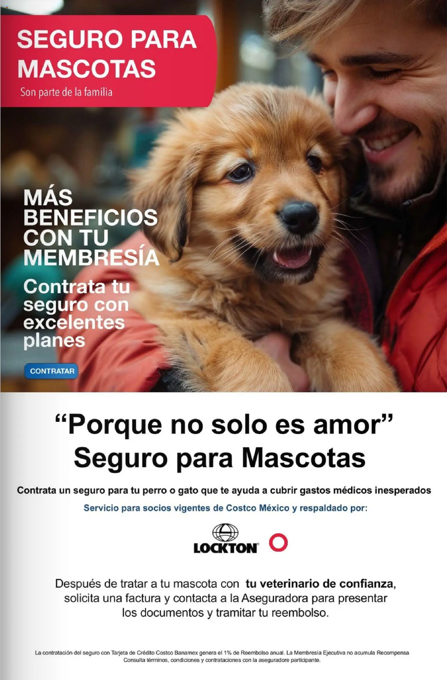Nuevas ofertas de Costco válidas en toda la República Mexicana desde el 01.03.2026. ¡Encuentra las mejores ofertas en Costco Revista de marzo! | Página: 17 | Productos: Té