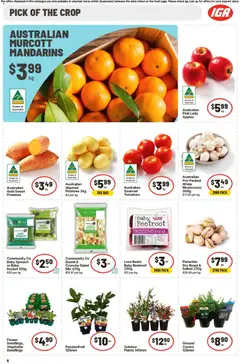 Preview of IGA catalogue Ascot - valid from 09/09/2026 | Page: 7 | Products: Tomatoes, Beetroot, Sweet potatoes, Roast