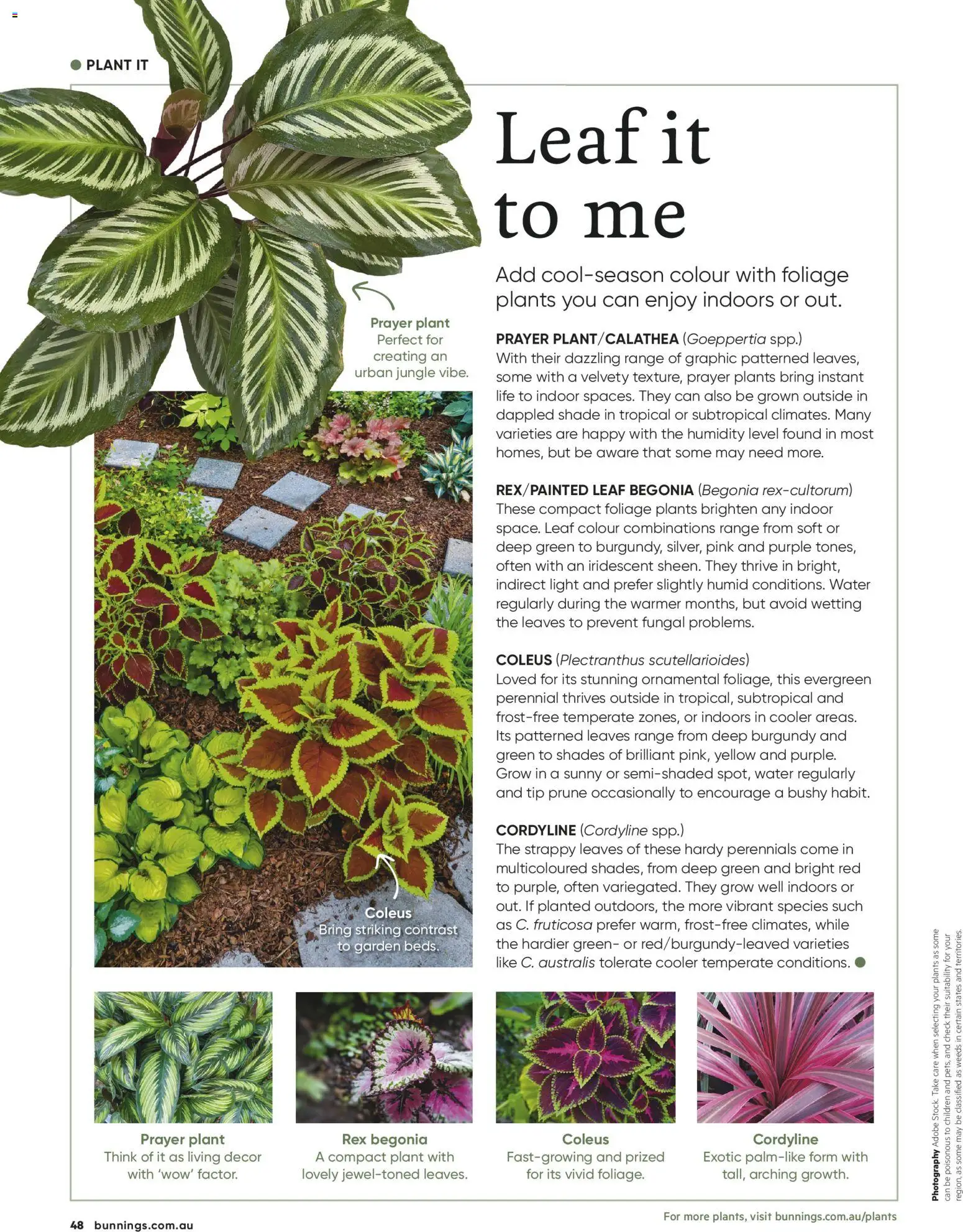 Bunnings Warehouse catalogue - valid from 01.05.2026 | Page: 48 | Products: Decor, Light, Plant, Water