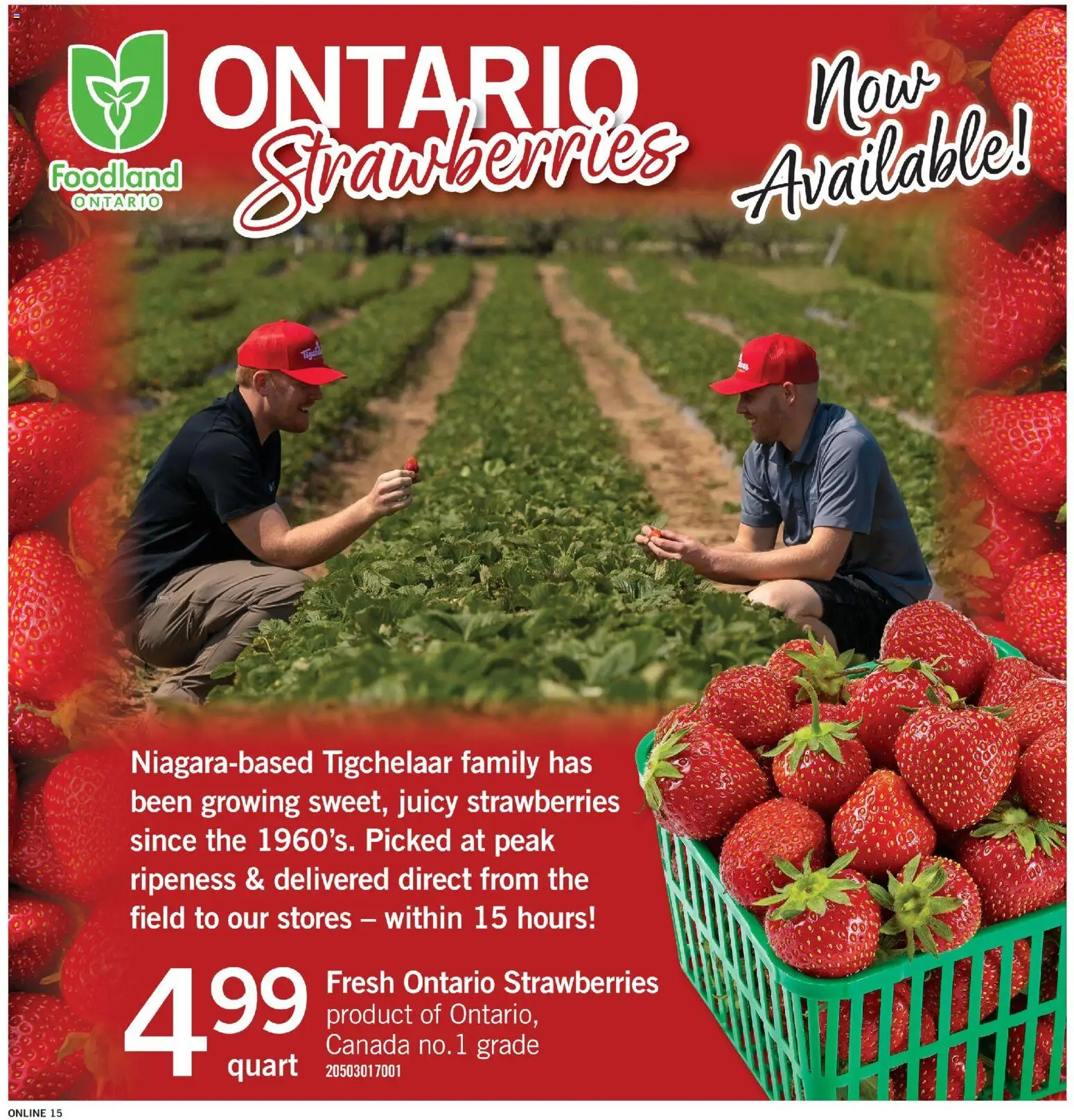 Fortinos flyer valid from 11.06.2026 | Page: 15 | Products: Strawberries