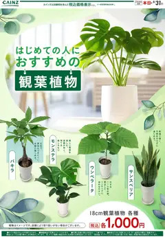 2026/07/23から有効なオファーを含む カインズ ホーム - 観葉植物