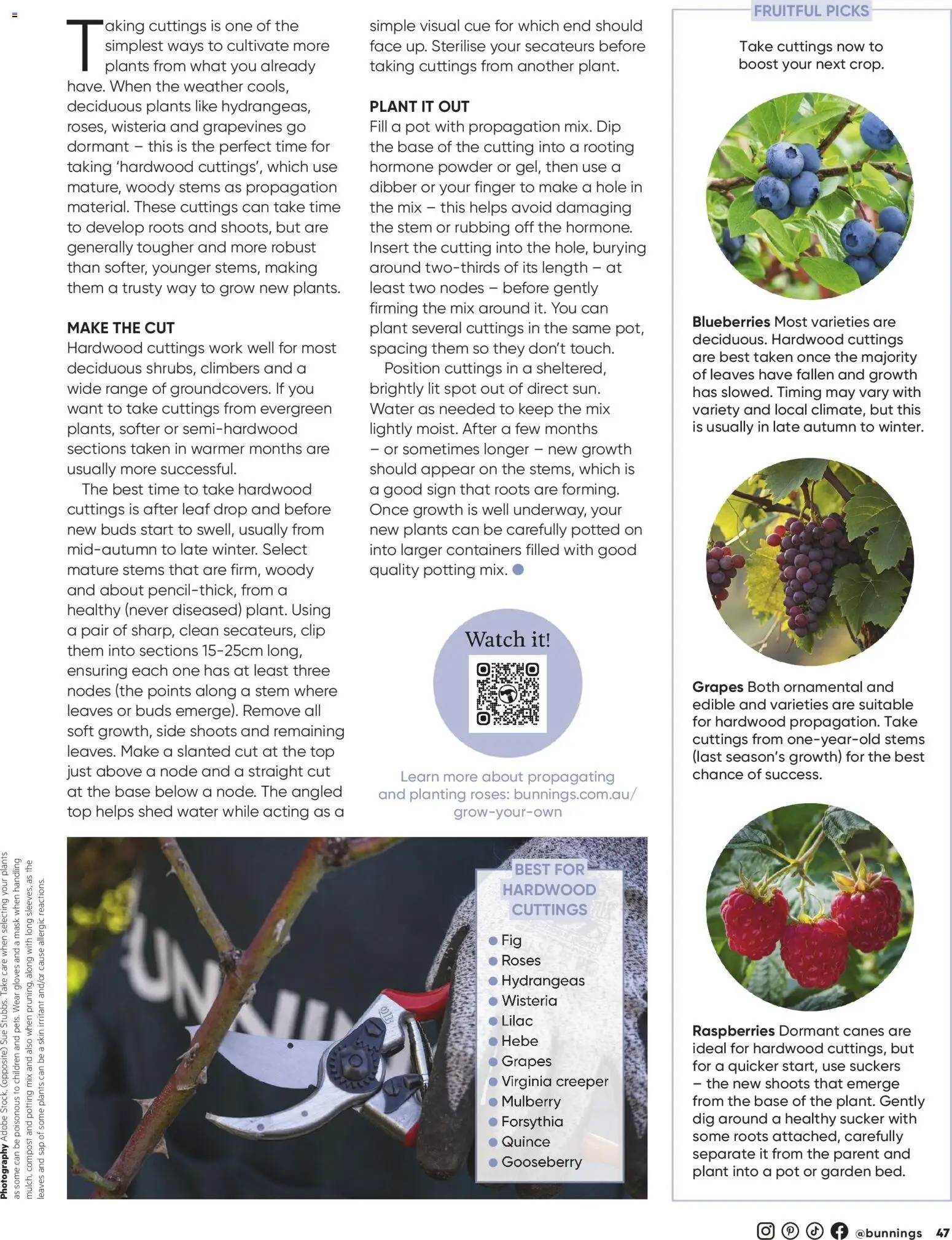 Bunnings Warehouse catalogue - valid from 01.05.2026 | Page: 47 | Products: Pot, Water, Blueberries, Clip