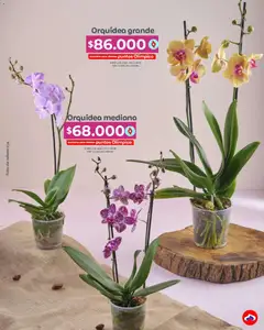 Olímpica catálogo_Especial Madres -  Vista previa de la revista de la tienda Olímpica valido desde el 04.05.2026 | Página: 35
