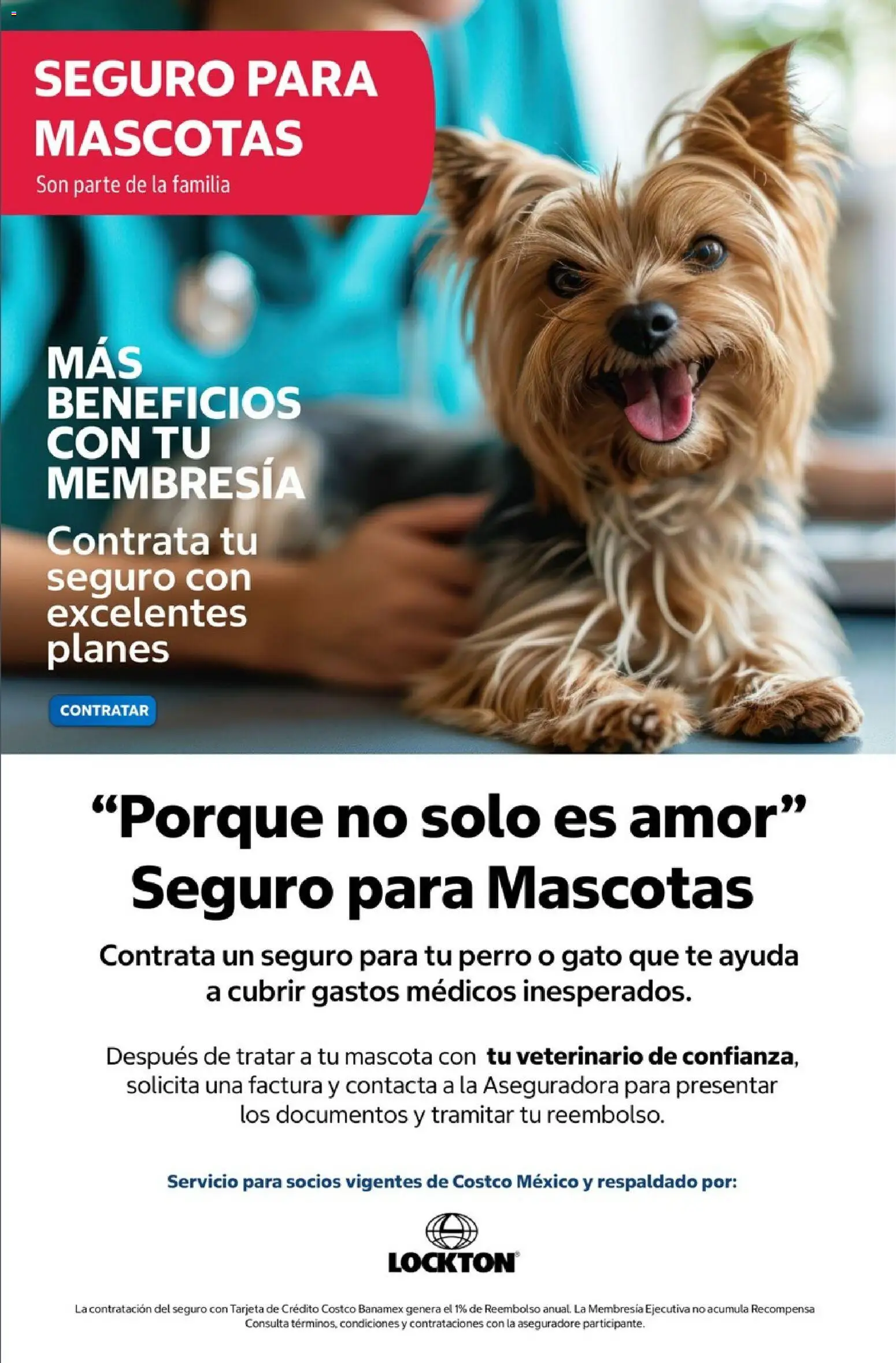 Nuevas ofertas de Costco válidas en toda la República Mexicana desde el 01/08/2026. ¡Encuentra las mejores ofertas en Costco catálogo Agosto! | Página: 24 | Productos: Té