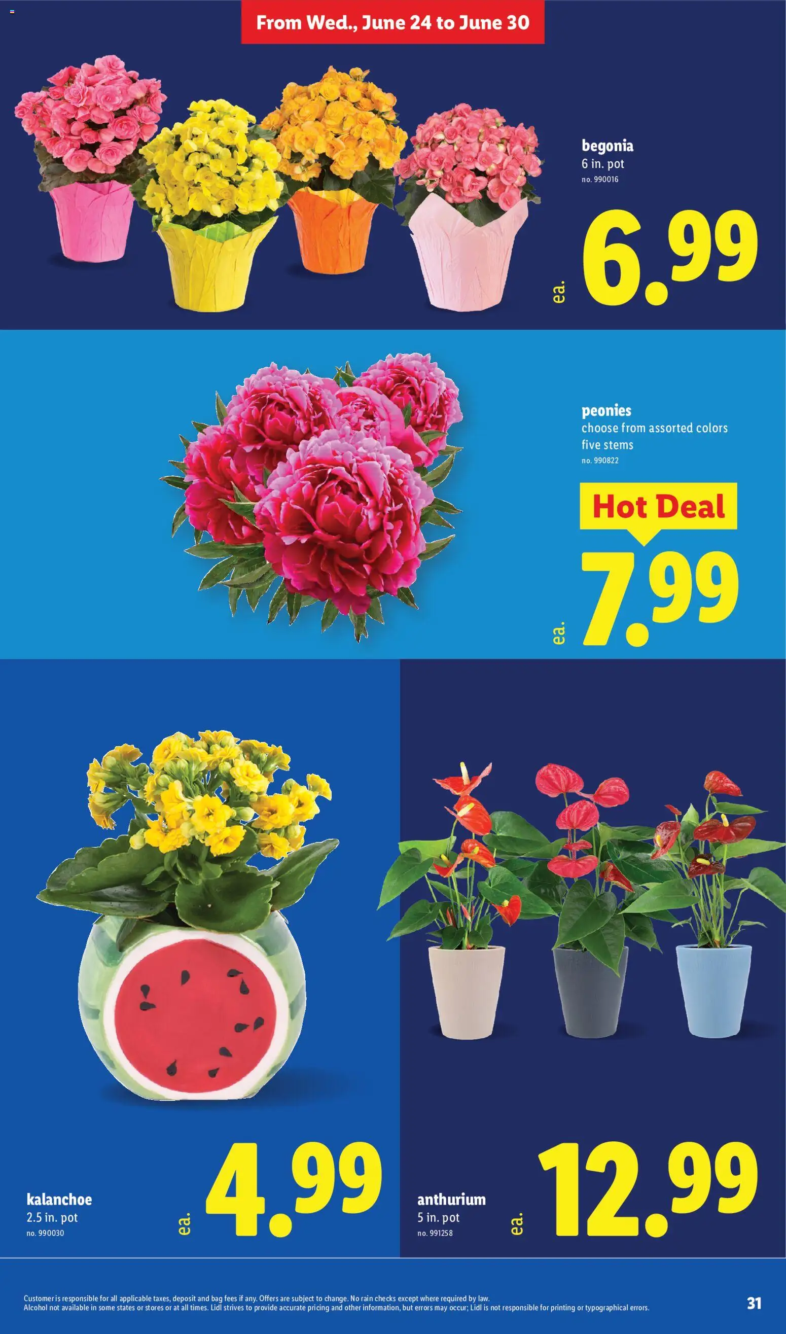 Lidl Weekly Ad - valid from 24.06.2026 | Page: 31
