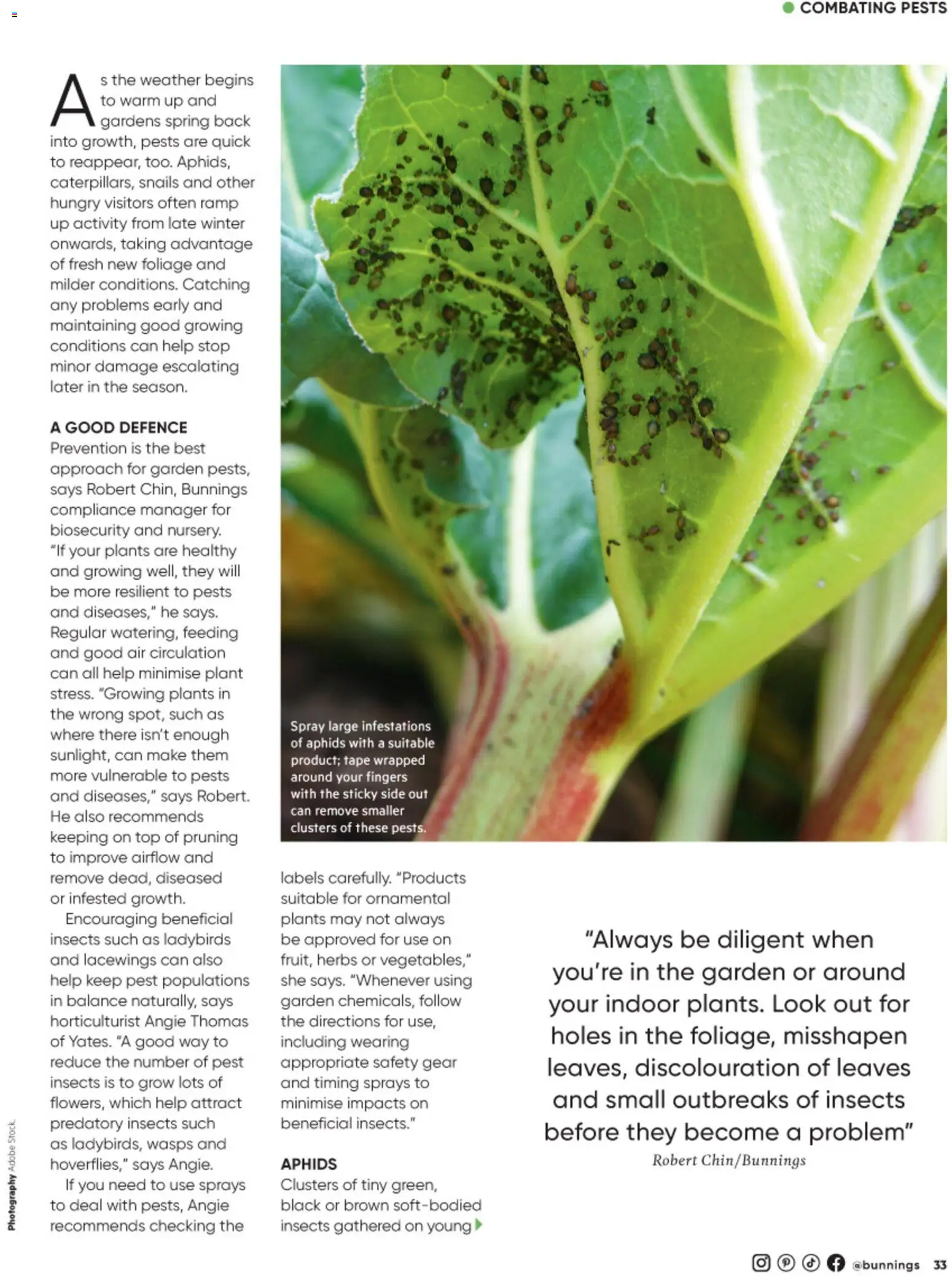 Bunnings Warehouse catalogue - valid from 01/08/2026 | Page: 33 | Products: Pruning, Plant, Herbs