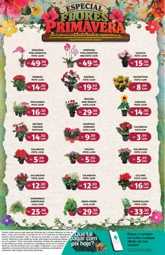Bahamas Supermercados ofertas Flores Primavera - Pré-Visualização do folheto da loja Bahamas Supermercados, válido de 24/09/2026