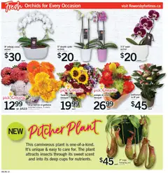 Preview of Fortinos weekly flyer / circulaire from shop Fortinos valid from Aug 20, 2026 | Page: 22 | Products: Orchid, Oranges