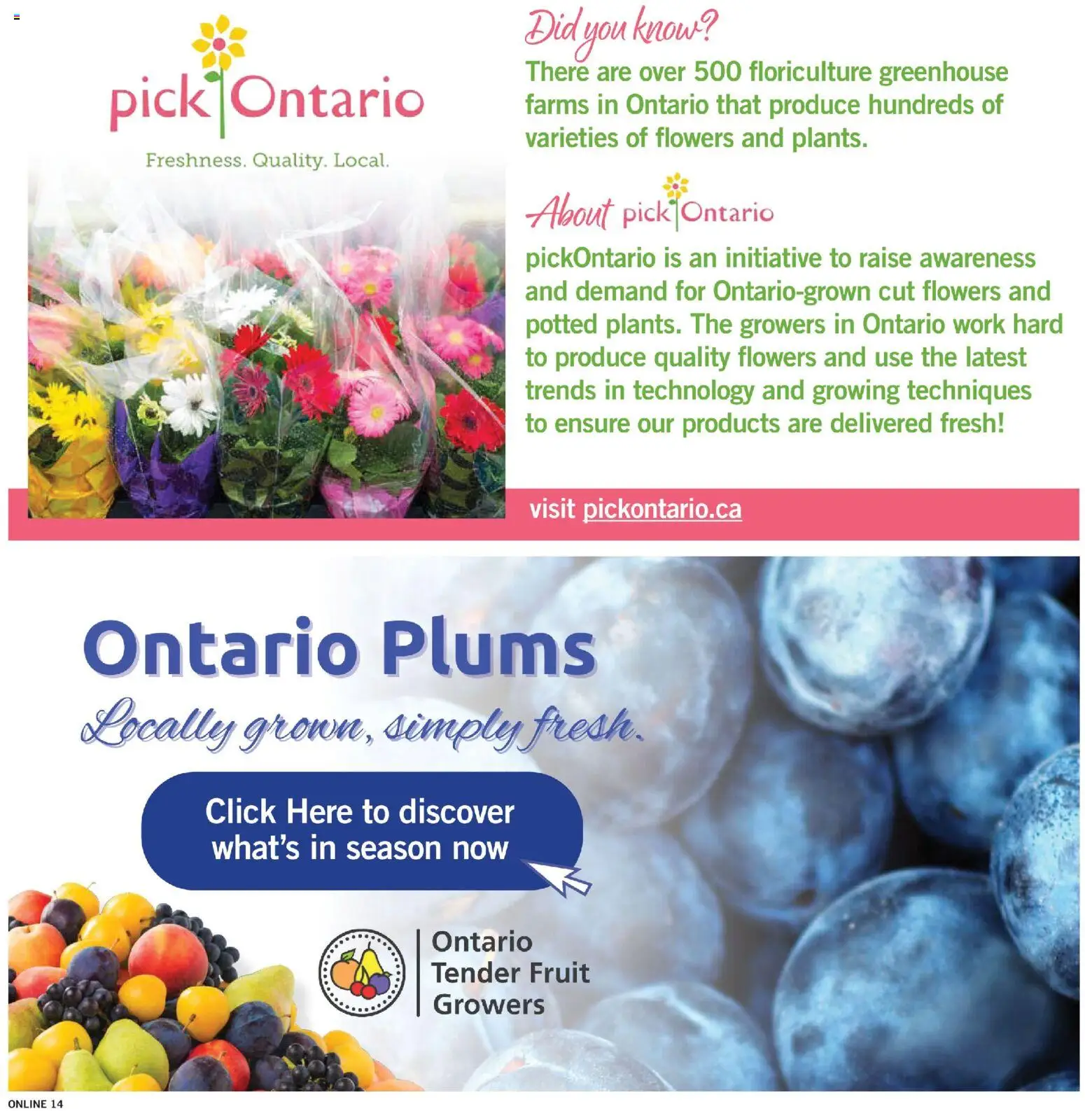 Fortinos flyer valid from Aug 13, 2026 | Page: 13 | Products: Fruit, Flowers, Plums