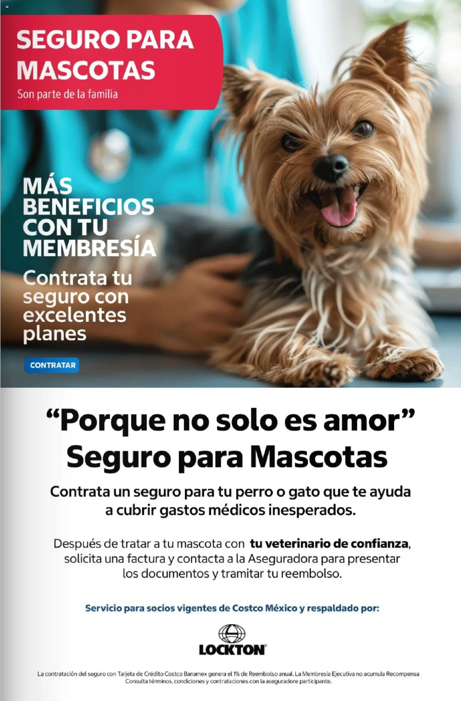 Nuevas ofertas de Costco válidas en toda la República Mexicana desde el 01/07/2026. ¡Encuentra las mejores ofertas en Costco Revista Julio 2026! | Página: 125 | Productos: Té