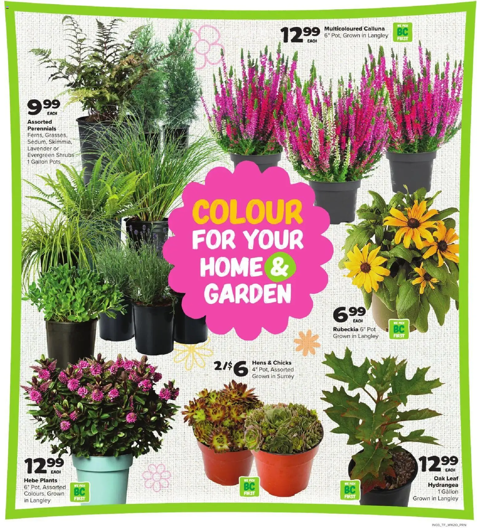 Thrifty Foods flyer valid from Sep 10, 2026 | Page: 11 | Products: Pots