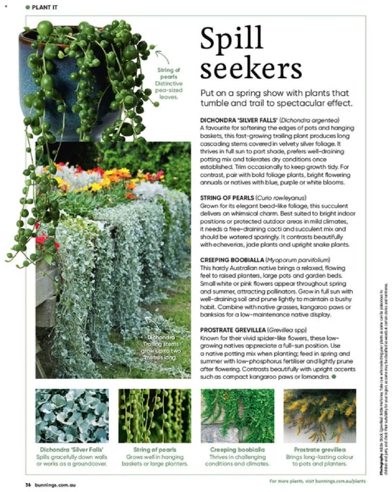 Bunnings Warehouse catalogue - valid from 01/09/2026 | Page: 38 | Products: Pots, Native, Plant, Flowers