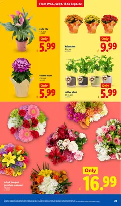 Preview of Lidl weekly ads valid from 09/16/2026 | Page: 23