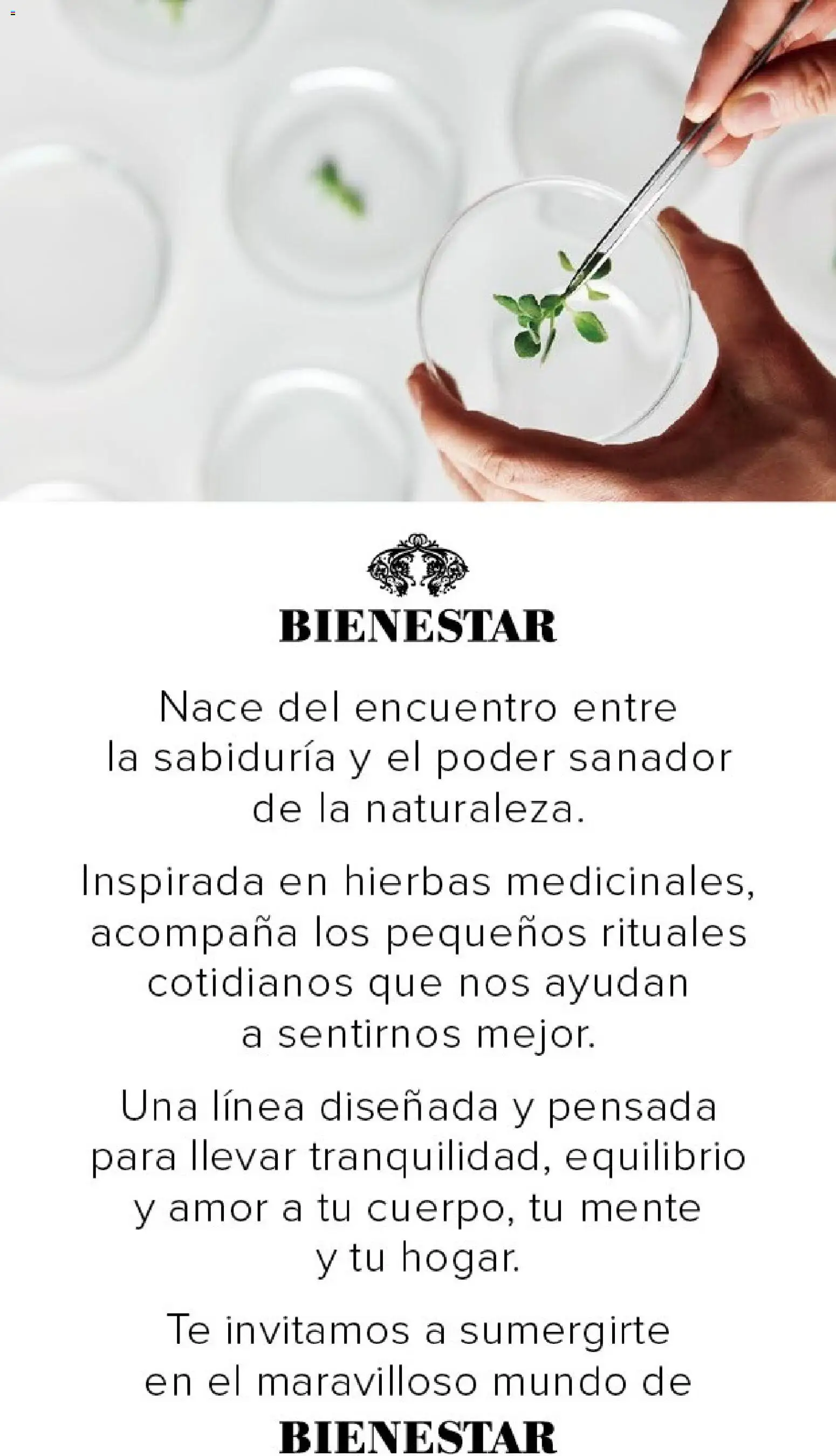 Violetta - Violetta Cosméticos │ válido desde el 23.04.2026 | Página: 2 | Productos: Té