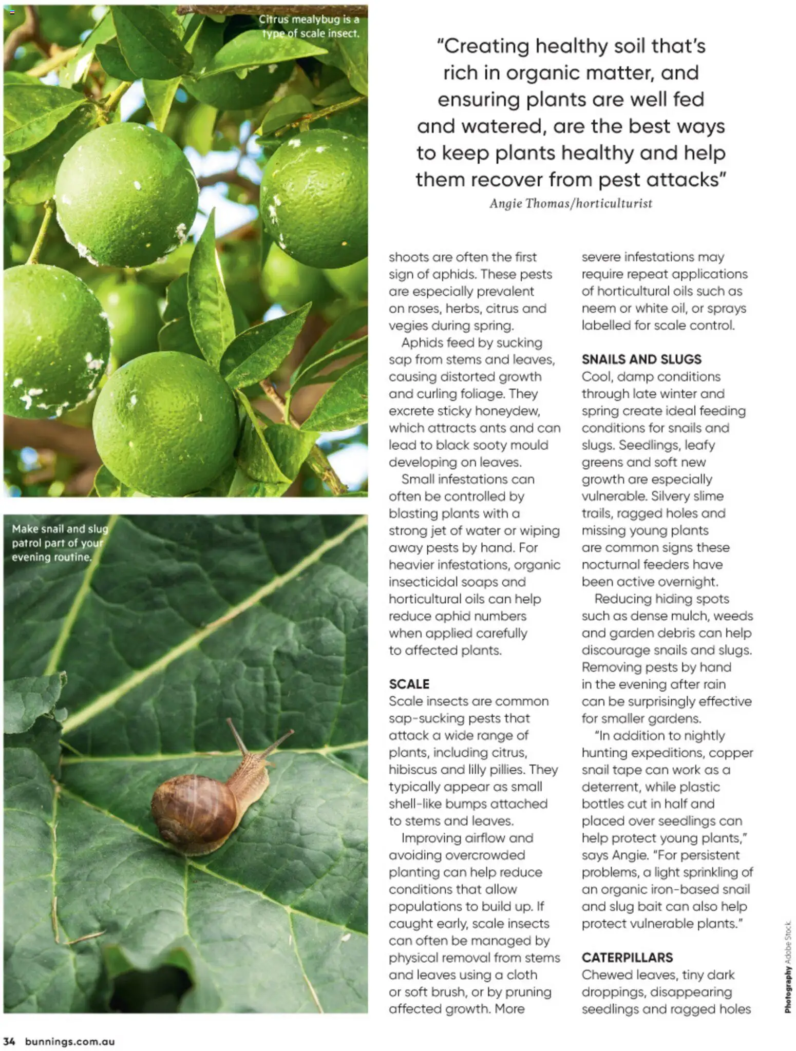 Bunnings Warehouse catalogue - valid from 01/08/2026 | Page: 34 | Products: Cloth, Pruning, Water, Greens
