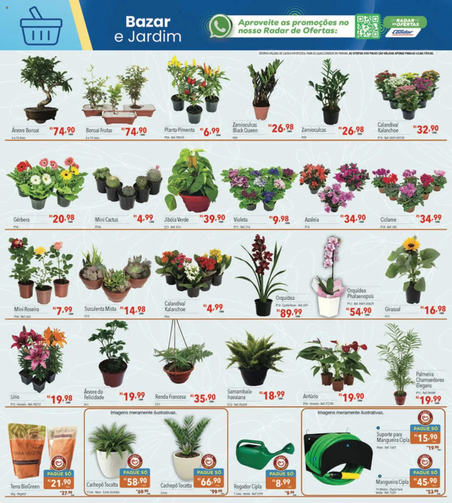 Supermercados Condor Folheto - válido de 26/08/2026 | Página: 26 | Produtos: Frutas, Orquídea, Pimenta, Gerbera