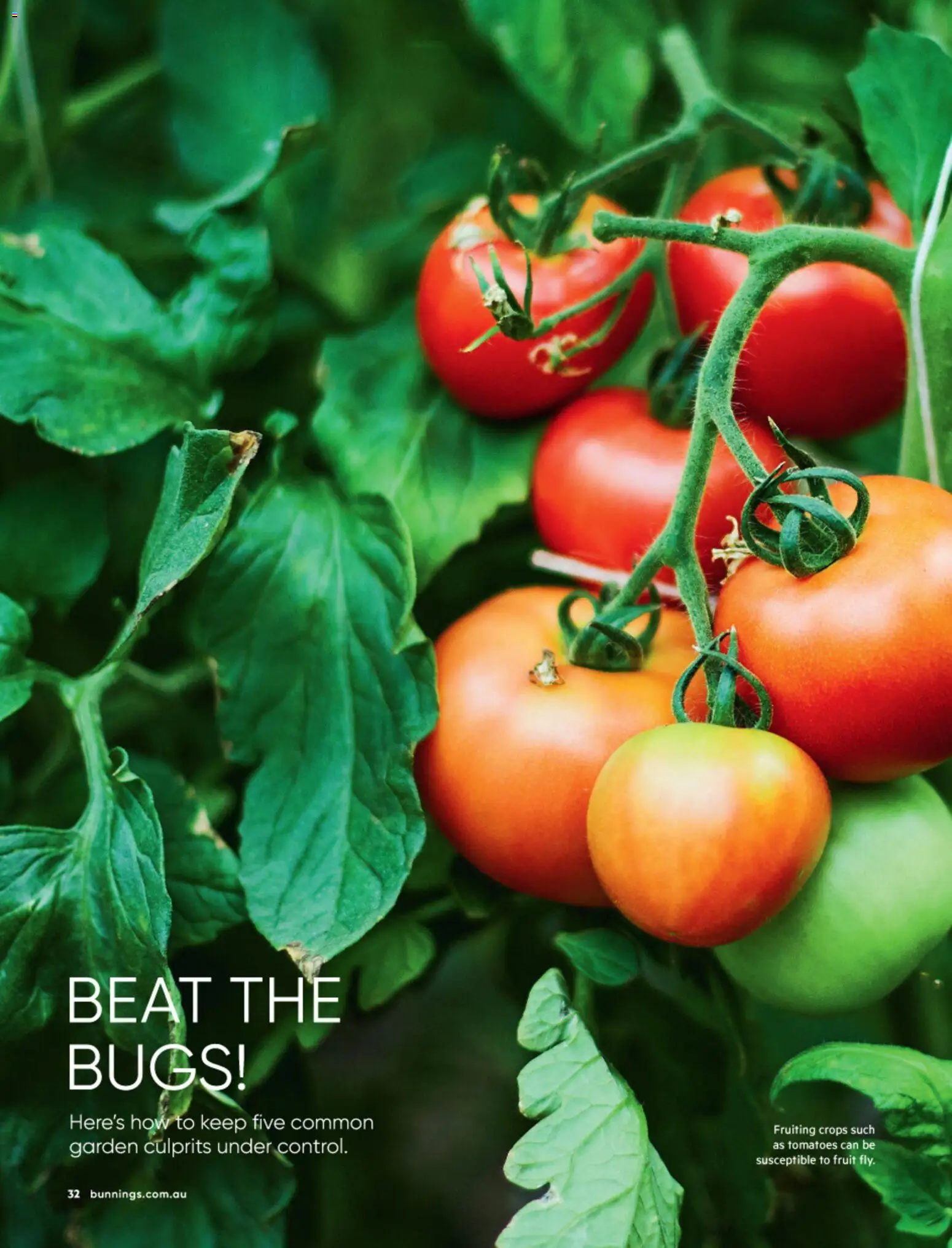 Bunnings Warehouse catalogue - valid from 01/08/2026 | Page: 32 | Products: Tomatoes, Fruit