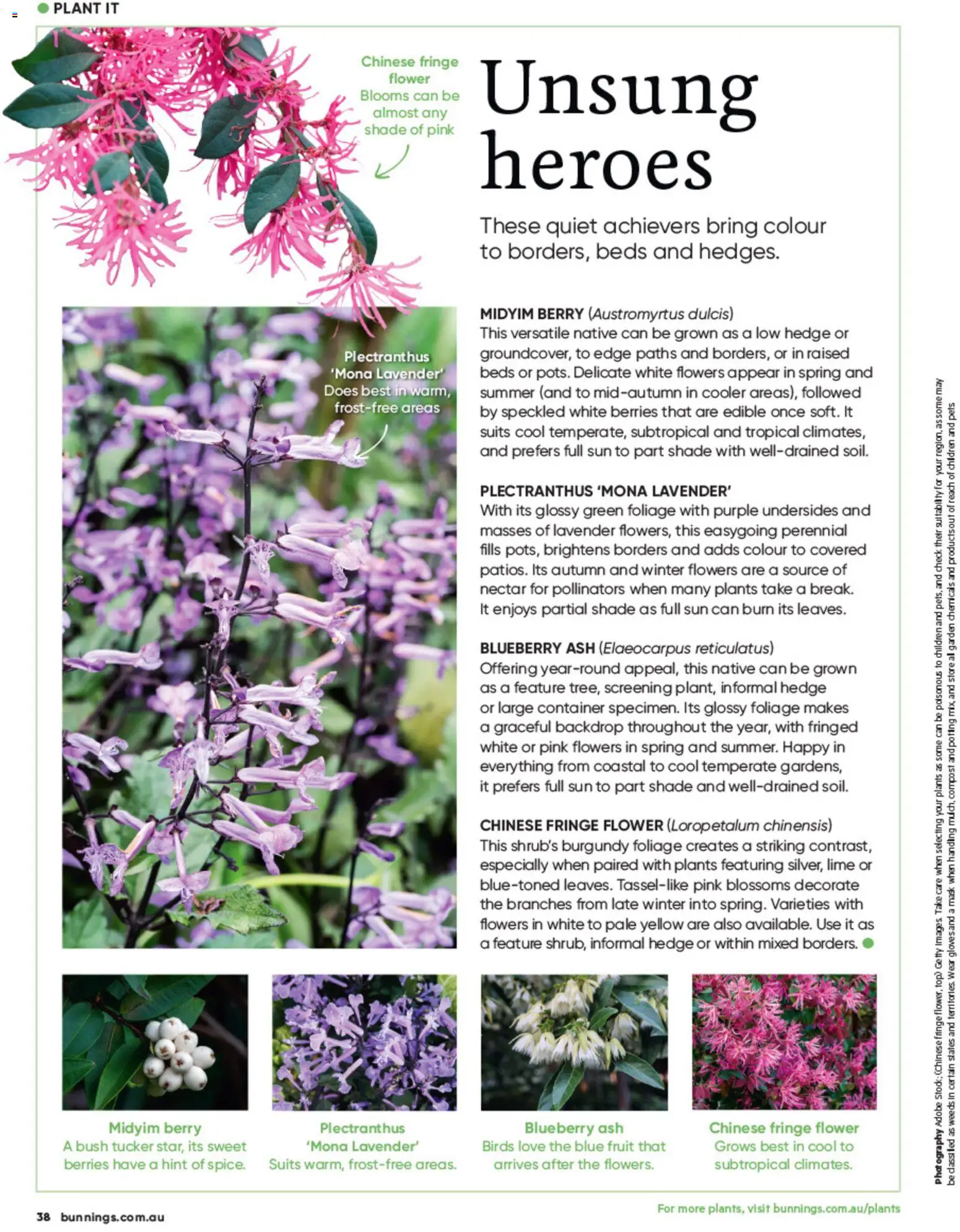 Bunnings Warehouse catalogue - valid from 01/10/2026 | Page: 38 | Products: Native, Flowers, Compost, Fruit