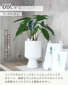 19.05.2026から有効なオファーを含む マナベインテリアハーツ - 北欧 インテリア | ページ: 11 | 製品: フェイクグリーン