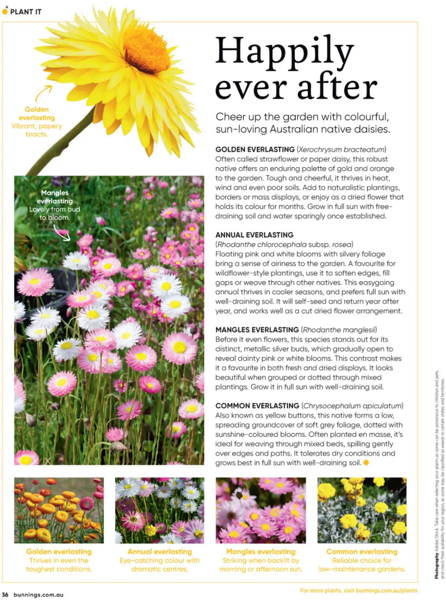 Bunnings Warehouse catalogue - valid from 01/08/2026 | Page: 36 | Products: Native, Plant, Water, Soil