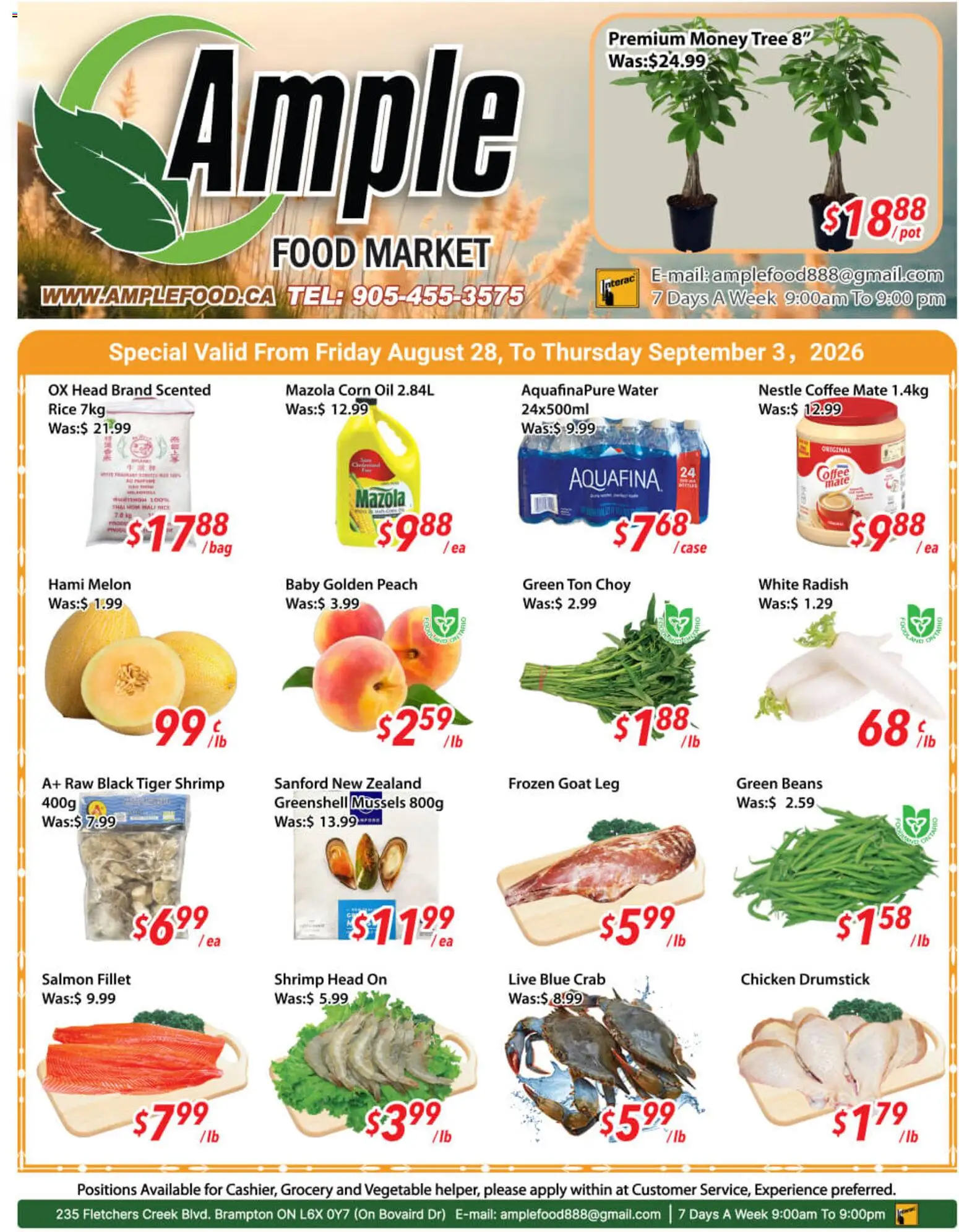 Ample Food Market flyer valid from Aug 28, 2026 | Page: 1 | Products: Rice, Salmon, Shrimp, Corn